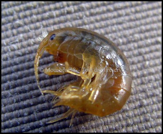 gammare octobre 2015