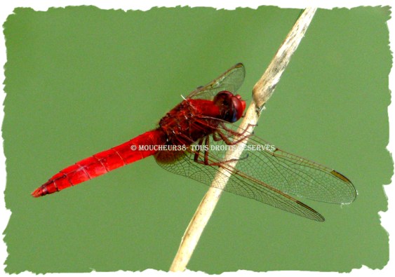 Odonate rouge