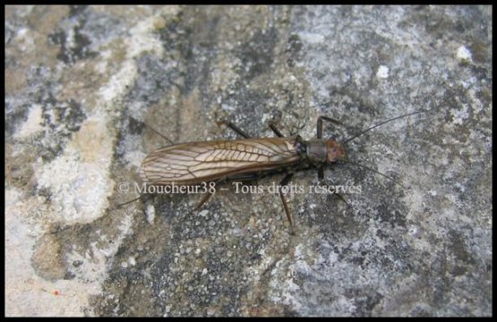 Plécoptére adulte