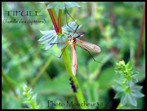 TIPULE