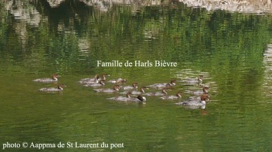 Colonie de Harls Bievre