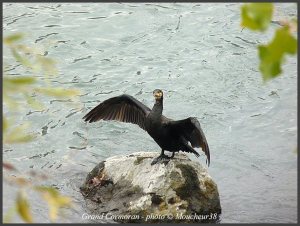 Grand cormoran