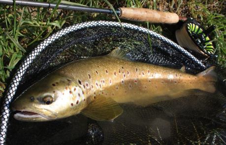 12141050_1004596519607304_4859487865464706460_o