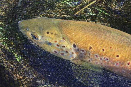 1476359_1004596469607309_7410900505992730749_n