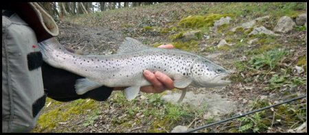 Truite Fario