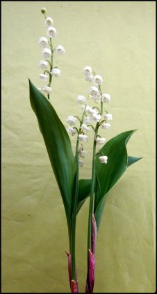 muguet1