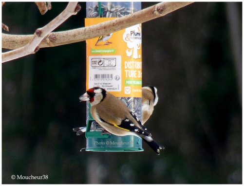 chardonneret-elegant