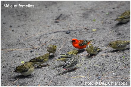 foudi-male-femelles