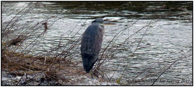 heron-verdon