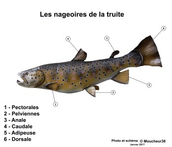 schema-nageoire-truite-fario