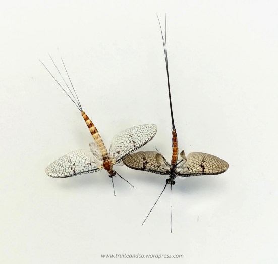 Ephémèra Danica - La grande éphèmère ou May Fly