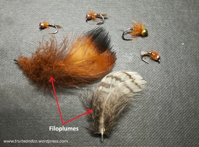 Les Filoplumes – TRUITES & COMPAGNIES